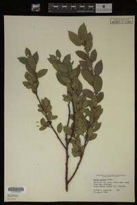 Salix cordata image