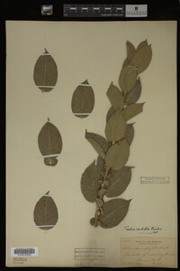 Salix cordata image