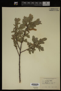 Salix cordata image