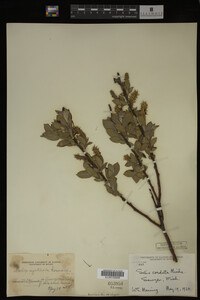 Salix cordata image