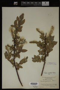 Salix cordata image
