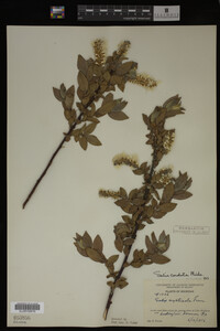 Salix cordata image