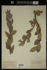 Salix cordata image