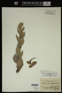 Salix cordata image