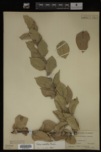 Salix cordata image