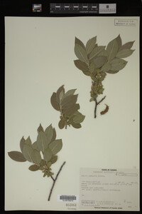 Salix cordata image