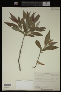 Salix cordata image