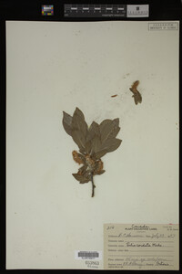 Salix cordata image