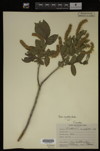 Salix cordata image
