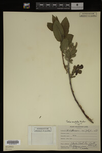 Salix cordata image