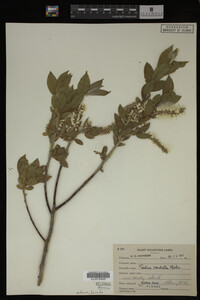 Salix cordata image