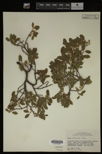 Salix cordifolia image
