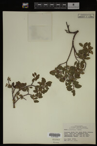 Salix cordifolia image