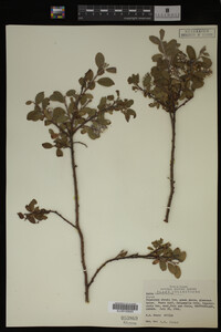 Salix cordifolia image