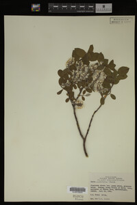 Salix cordifolia image