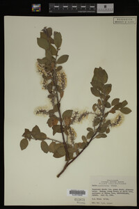 Salix cordifolia image