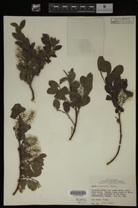 Salix cordifolia image