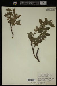 Salix cordifolia image