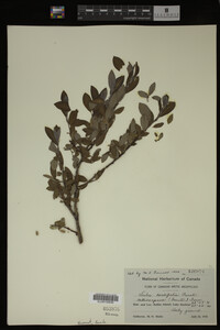Salix cordifolia image