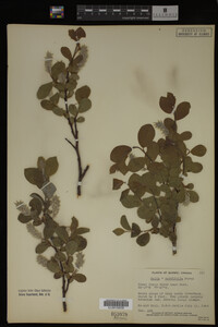 Salix cordifolia image