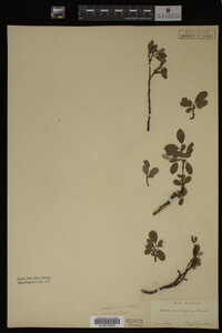 Salix cordifolia image