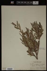 Salix boothii image