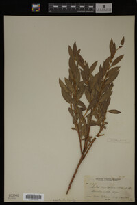Salix boothii image