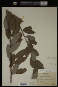 Salix discolor image