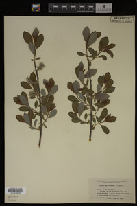 Image Associated With the Occurrence