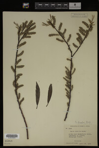 Salix discolor image