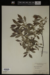 Image Associated With the Occurrence