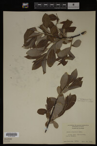 Image Associated With the Occurrence