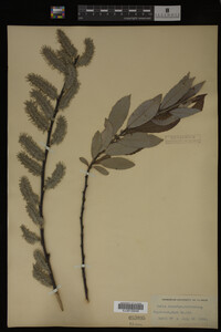 Salix discolor image