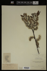 Salix discolor image