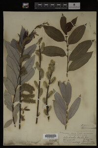 Salix discolor image