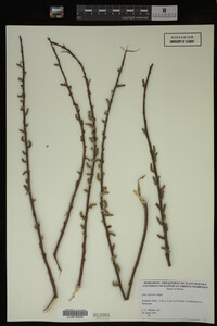 Salix discolor image