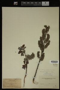 Salix discolor image