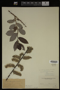 Image Associated With the Occurrence