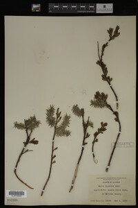 Salix discolor image