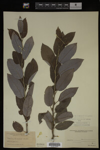 Image Associated With the Occurrence