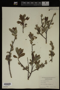 Salix discolor image