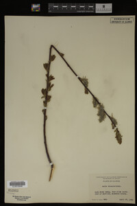 Salix discolor image