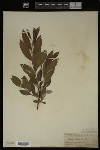 Salix discolor image