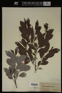 Salix discolor image
