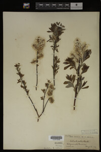 Salix discolor image