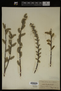 Salix discolor image