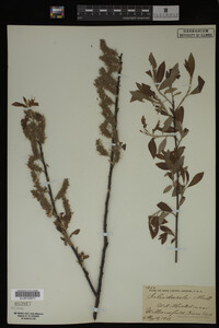 Image Associated With the Occurrence