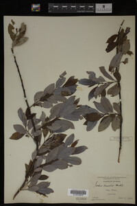 Salix discolor image