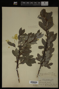 Image Associated With the Occurrence