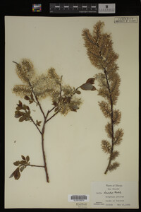 Salix discolor image